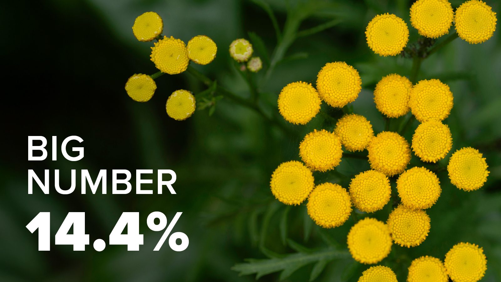 BigNumber_Image 4.01.25